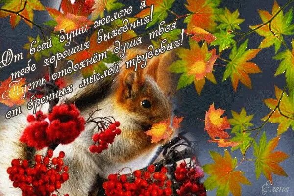 Картинки хорошего дня субботы осенние Хороших Вам выходных ..... Animals, Good morning, Congratulations