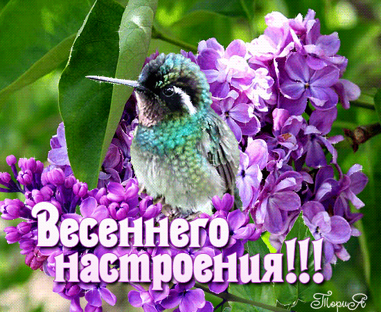 Картинки хорошего дня весенние настроения картинки ВРЕМЯ ПУШИСТОЙ СИРЕНИ - Круг доверия - мы вместе, пользователь Лилия Литовченко 