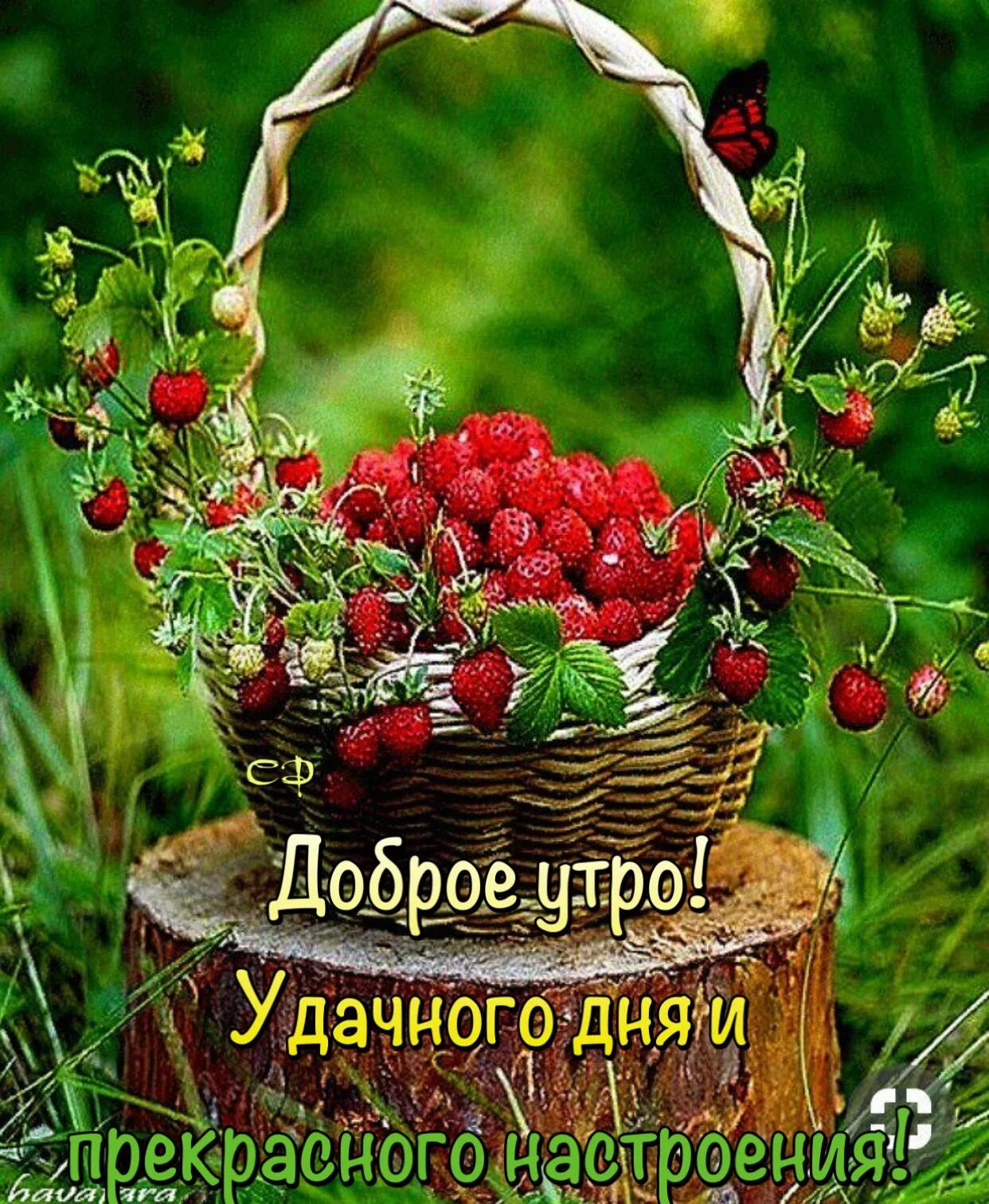 Картинки хорошего летнего дня женщине Pin by Lenina Lenina on Доброе утро Beautiful flowers, Beautiful fruits, Fruit p