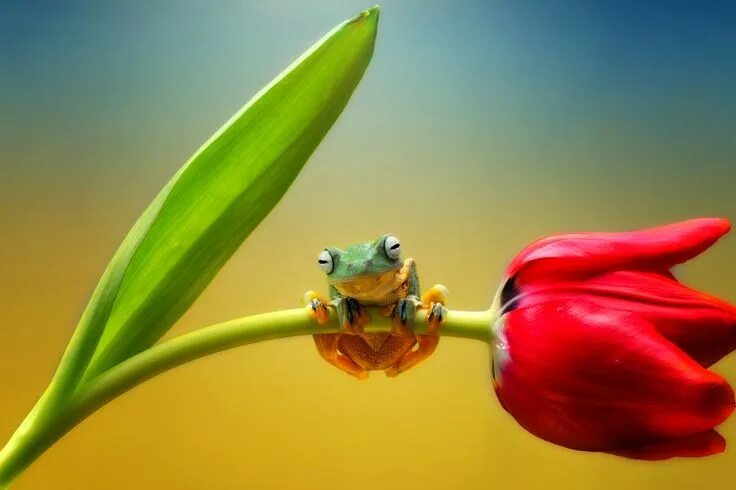 Картинки хорошего настроения со смыслом позитивные Hello Friends by Ellena Susanti on 500px Cute frogs, Cute animals, Animals