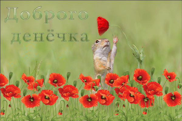 Картинки хорошего позитивного денечка Анимированная открытка Доброго денечка