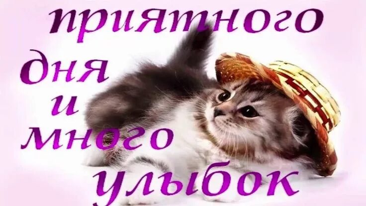 Картинки хорошего рабочего дня и отличного Картинки по запросу картинка хорошего дня Котенок, Милые котики, Смешные детские