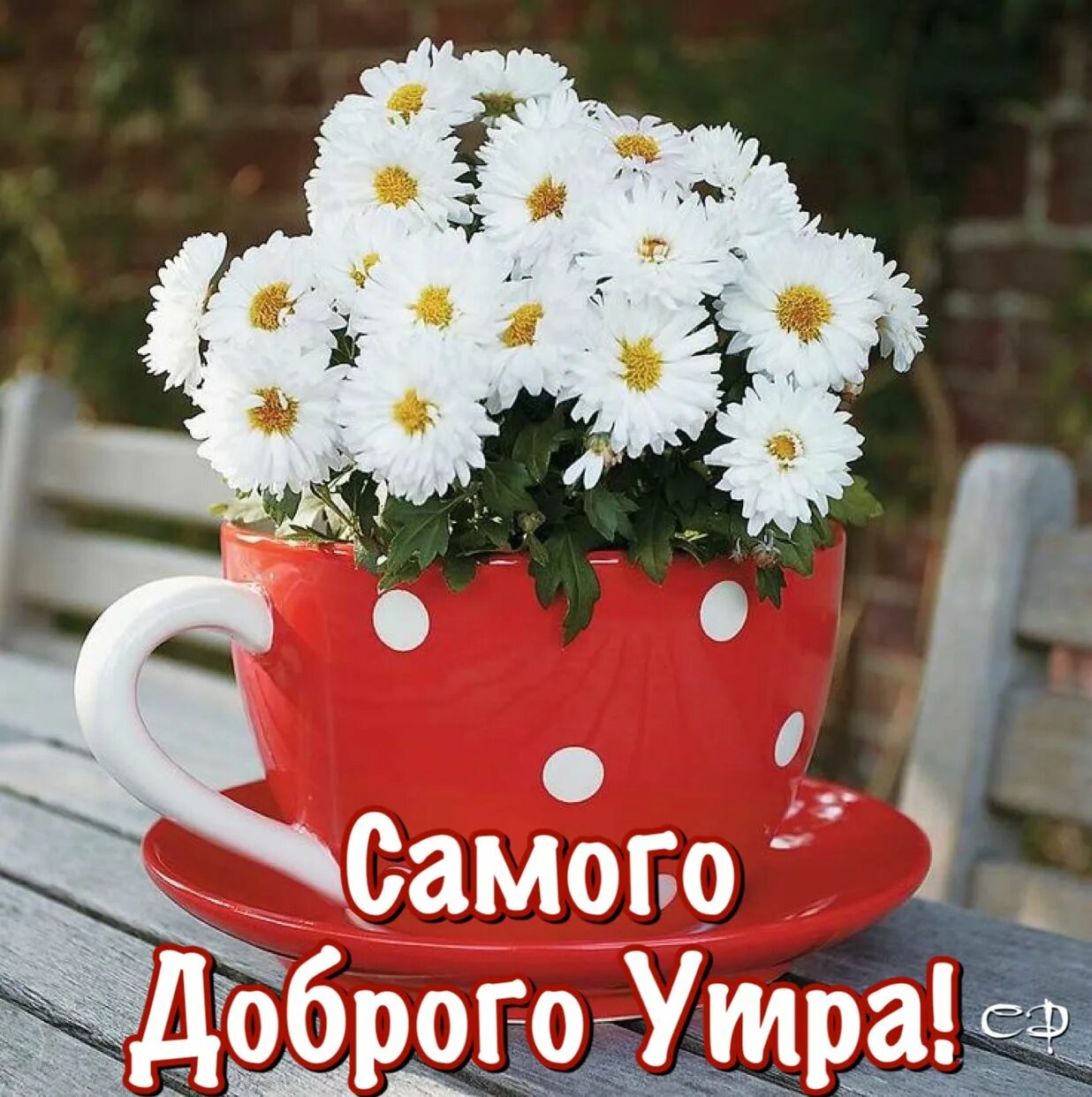 Картинки хорошего утра позитивные настроения женщине Pin by Светлана on Доброе утро Beautiful flower arrangements, Beautiful flowers,