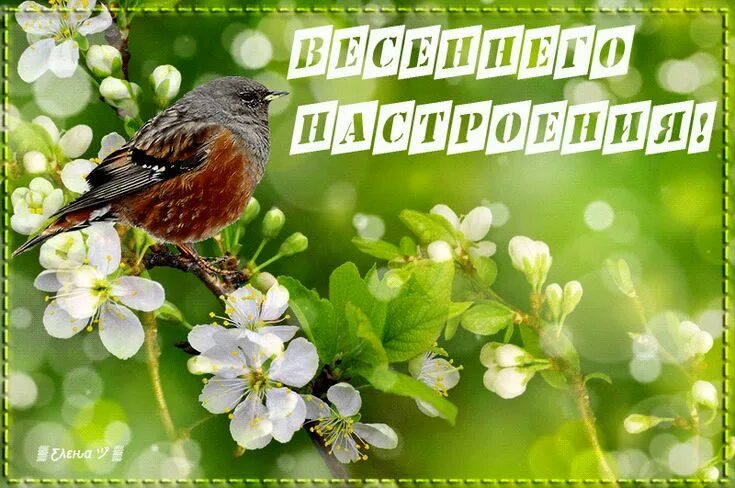 Картинки хорошего весеннего дня и отличного bon lundi bonne semaine - Pesquisa Google