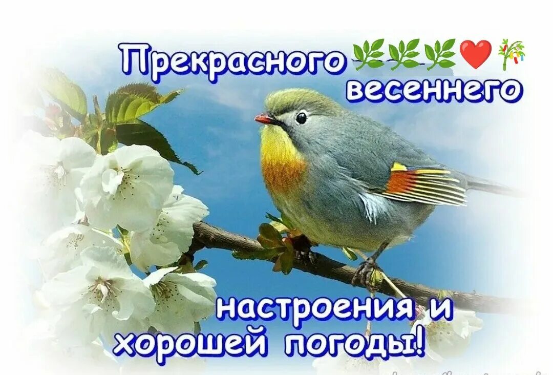 Картинки хорошего весеннего дня и отличного Картинки ПОЖЕЛАНИЯ ВЕСЕННЕГО УТРА И НАСТРОЕНИЯ