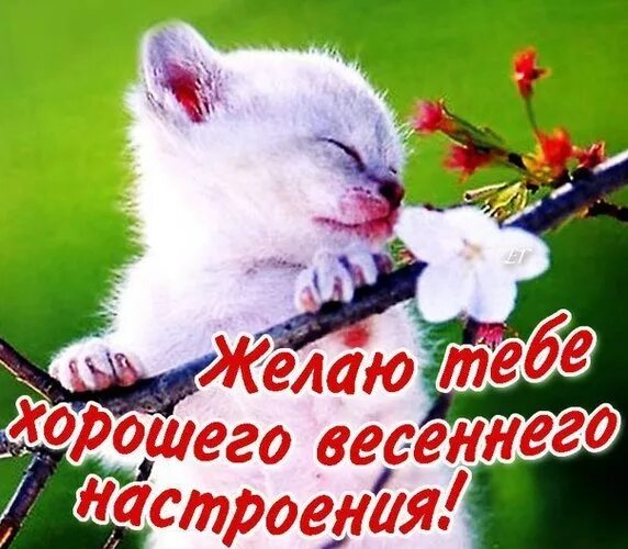 Картинки хорошего весеннего дня и отличного Открытка Желаю тебе хорошего весеннего настроения