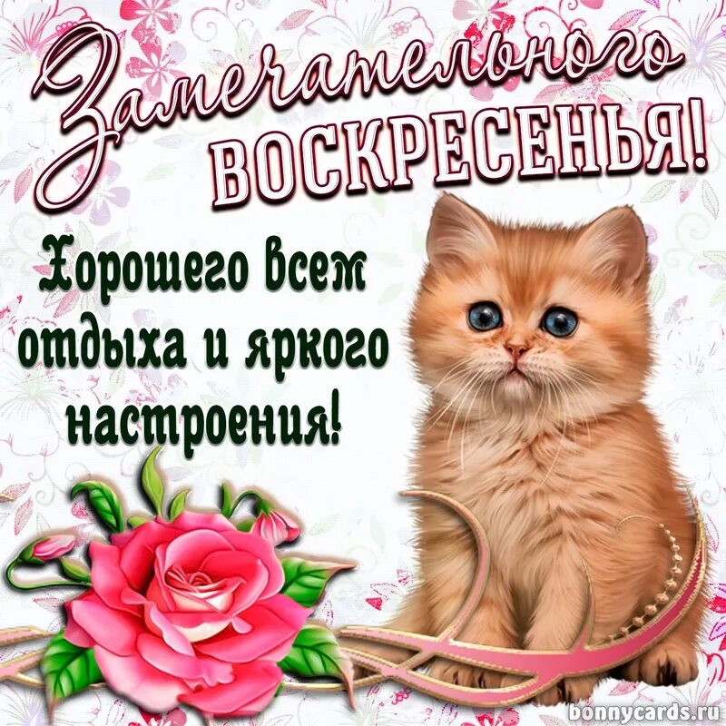 Картинки хорошего воскресного дня и отличного Открытка с котенком желающим замечательного воскресенья