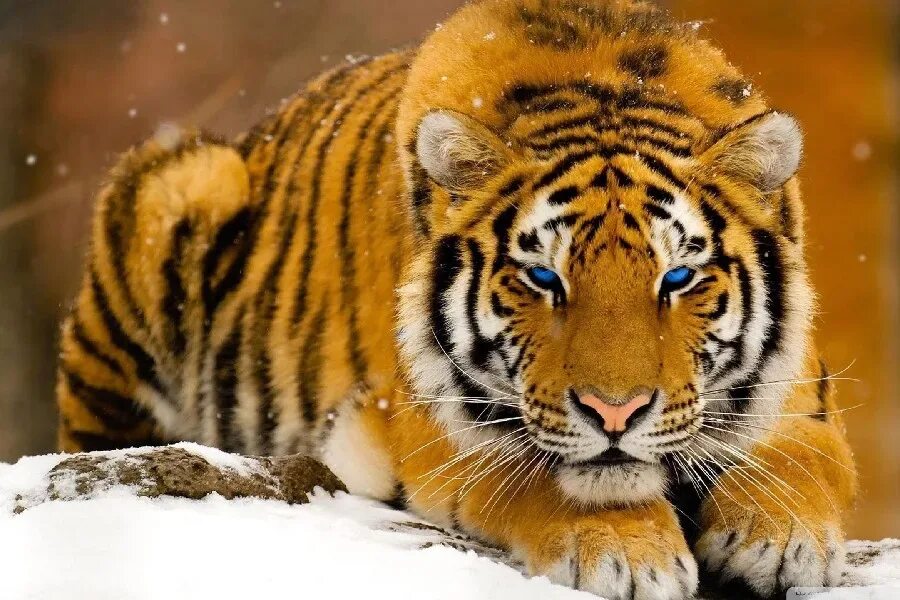 Картинки хорошем качестве животными DIY frame 3 PCS Choose Eyes Tiger Wild Animal posters and prints home decor Art 