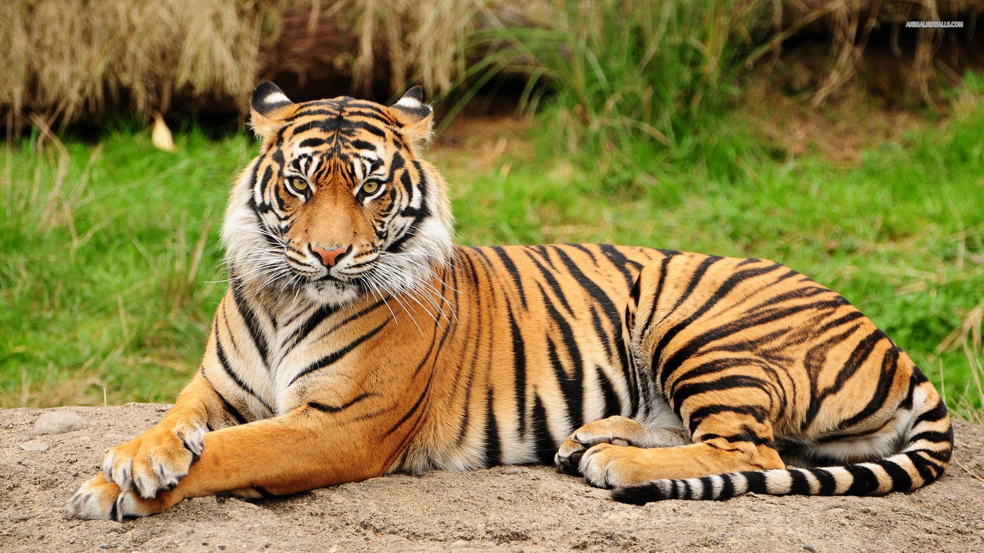 Картинки хорошем качестве животными Beautiful Tiger - High Definition Wallpaper Bengal tiger, Tiger pictures, Siberi