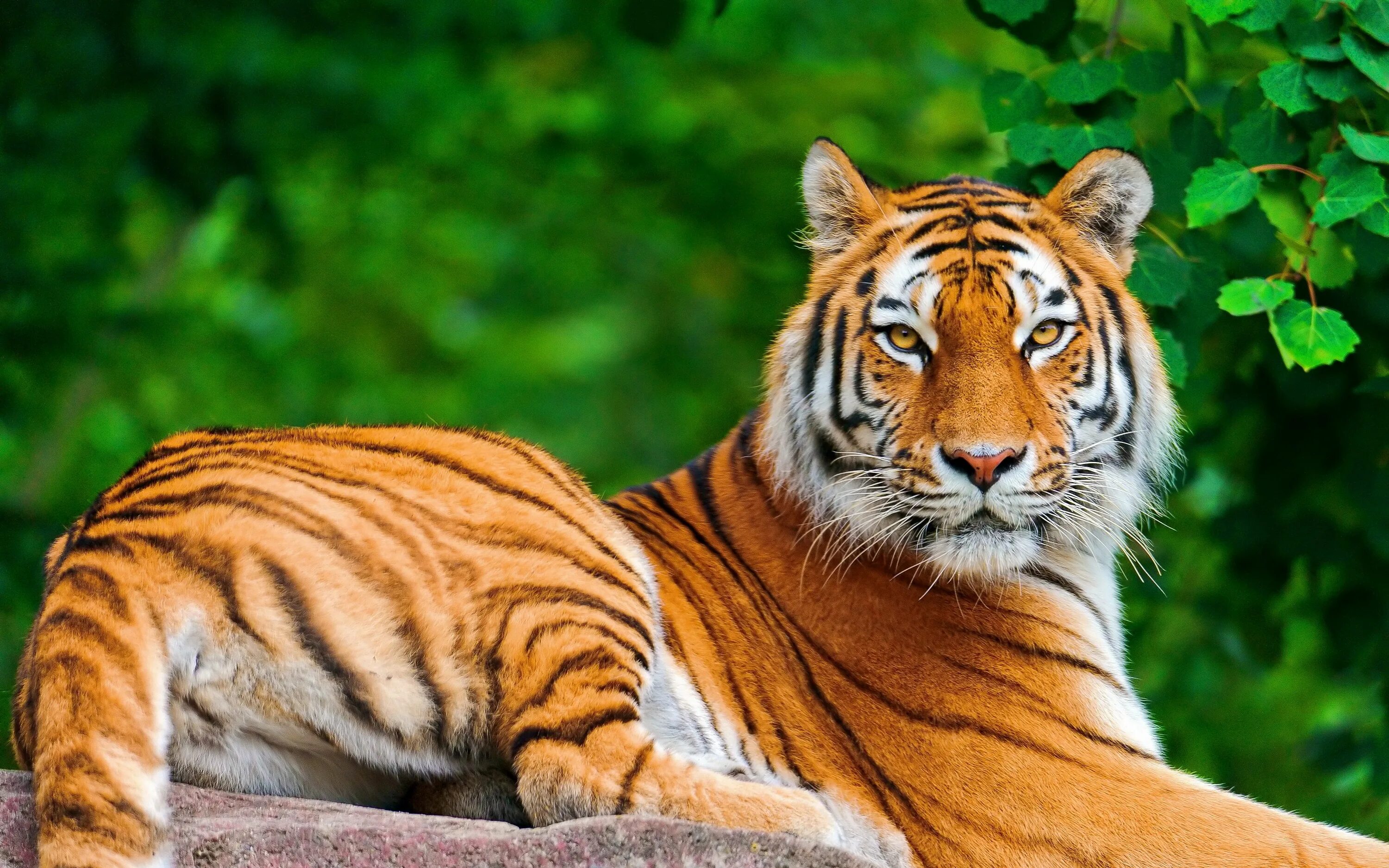 Картинки хорошем качестве животными Download wallpaper 3840x2400 tiger, big cat, carnivore, lie, stone 4k ultra hd 1