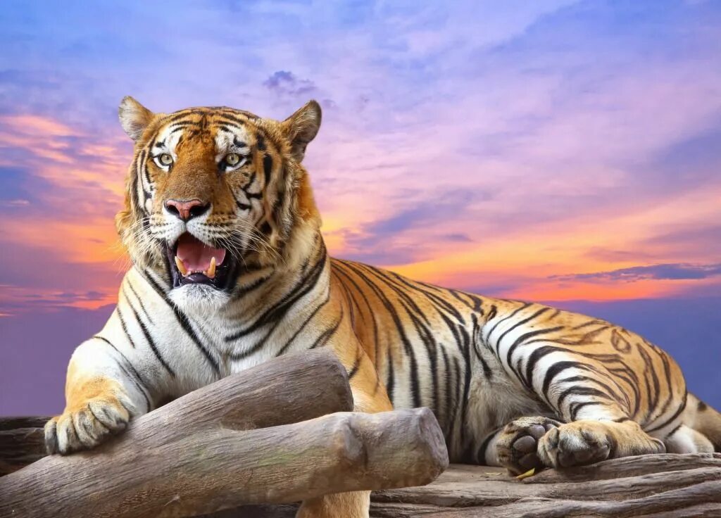 Картинки хорошем качестве животными Tiger at Sunset jigsaw puzzle Caballo y jinete, Arte de jirafas, Tigres