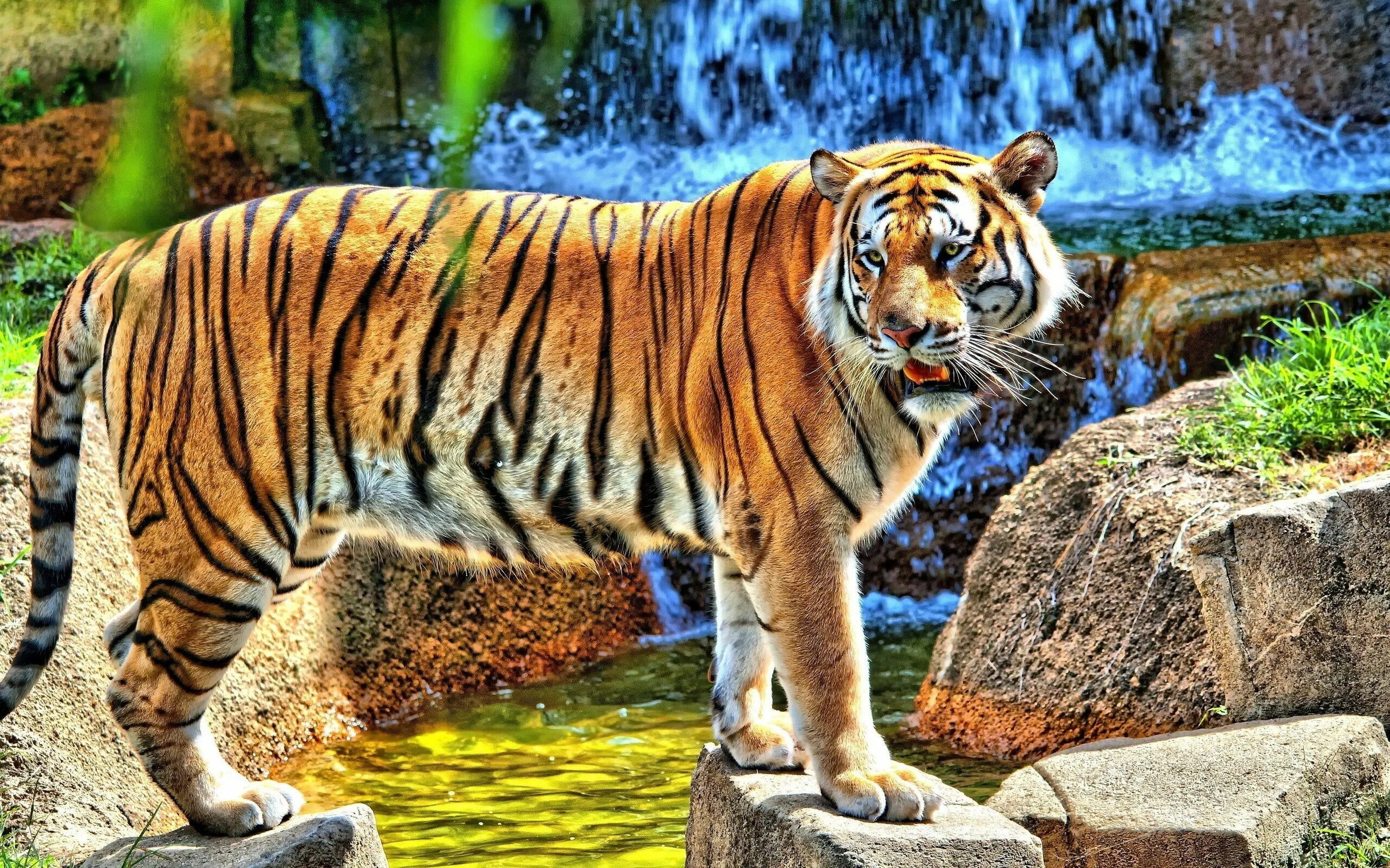 Картинки хорошем качестве животными Tiger HD wallpaper Tiger pictures, Tiger wallpaper iphone, Tiger wallpaper