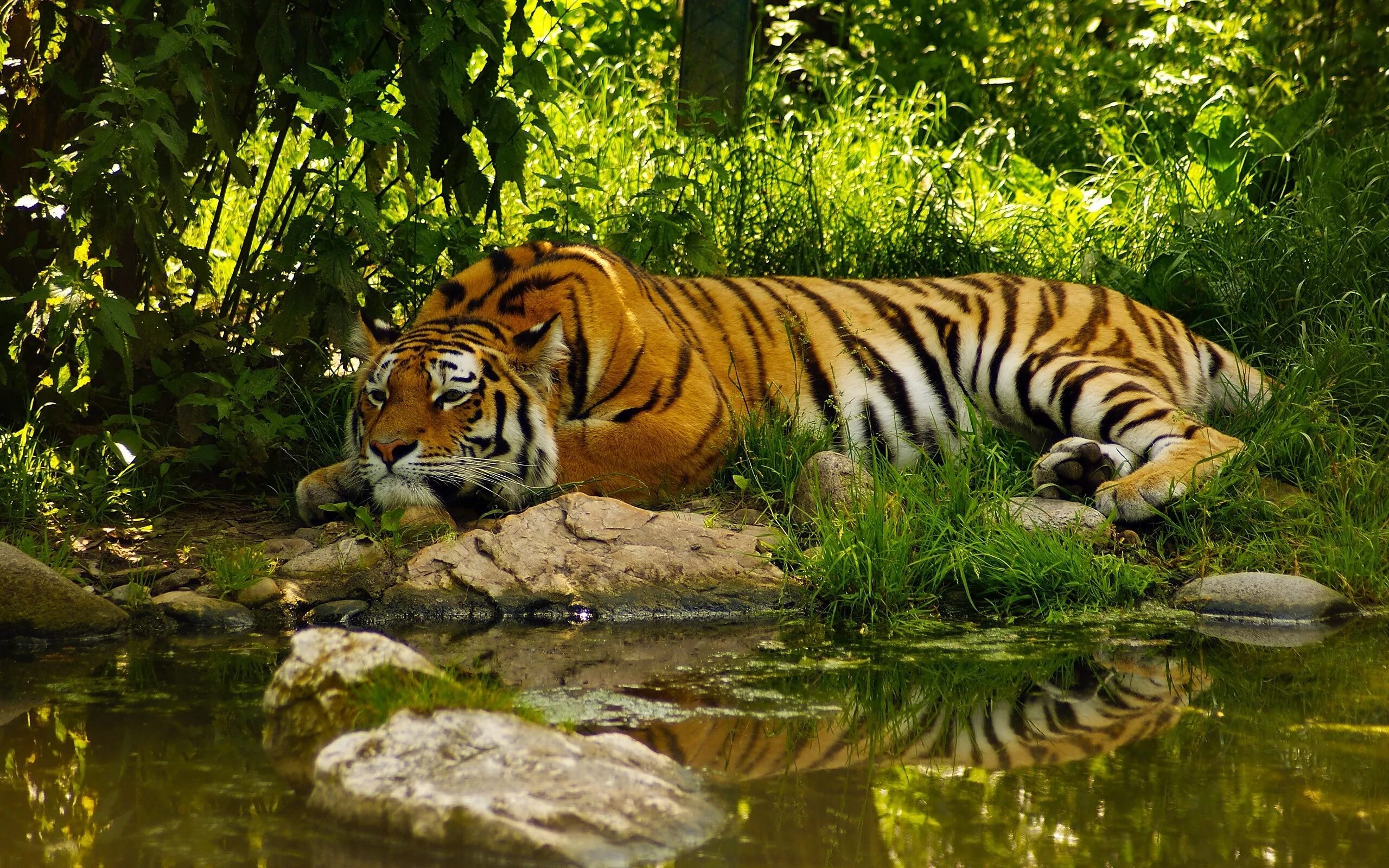 Картинки хорошем качестве животными Wallpaper : animals, tiger, wildlife, big cats, Zoo, pond, jungle, fauna, cat li
