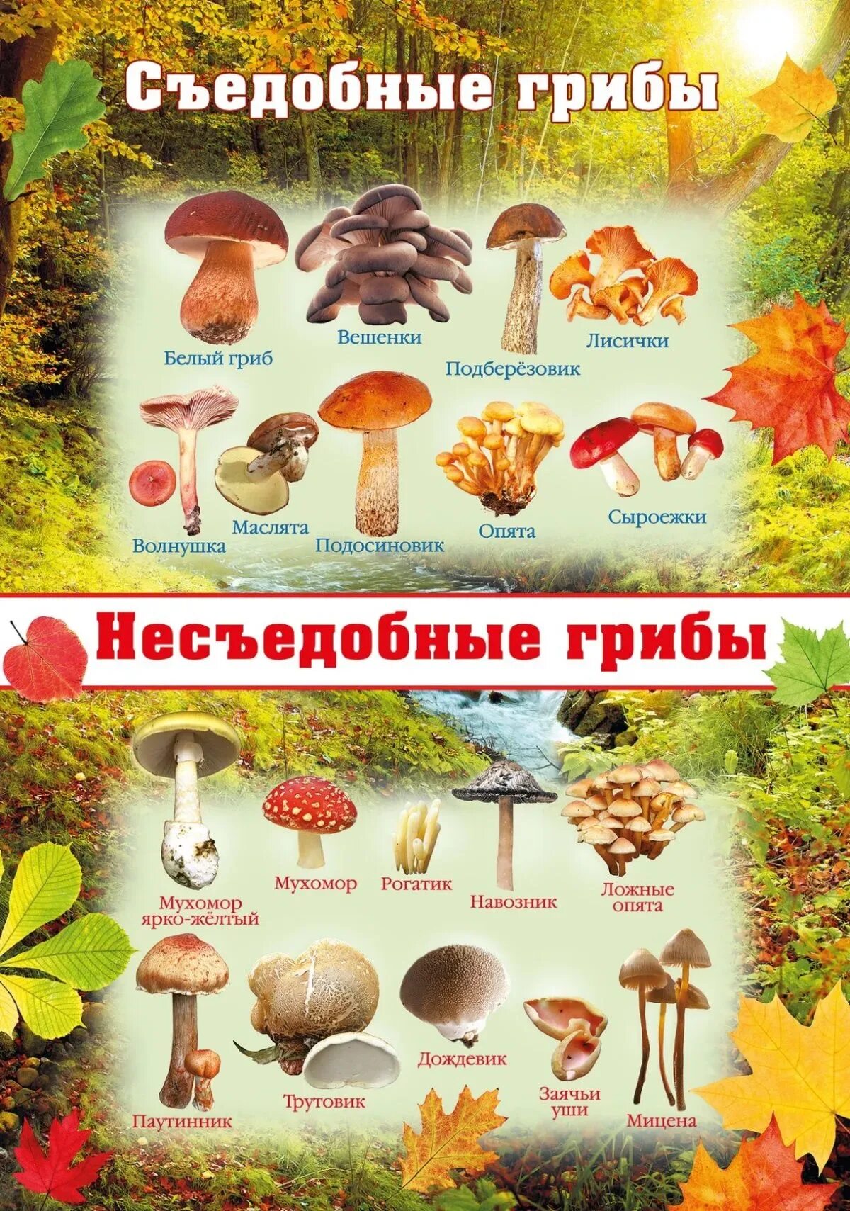 Картинки и фото грибов с названием Какой ты гриб eCookie.ru