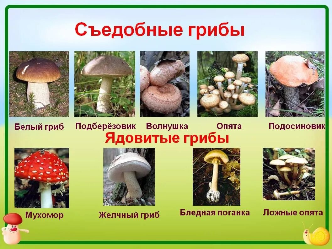 Картинки и фото грибов с названием Картинки НАЙДИ НЕСЪЕДОБНЫЕ ГРИБЫ