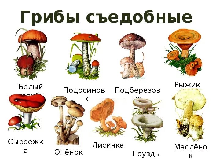 Картинки и фото грибов с названием Презентация "Грибы съедобные и несъедобные" (1 класс, окружающий мир)