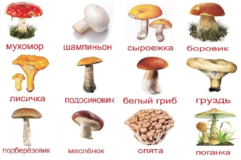 Картинки и фото грибов с названием Отчет. ТН "Осень для малышей" День 3. В лесу. Грибы - 6 ответов форум Babyblog
