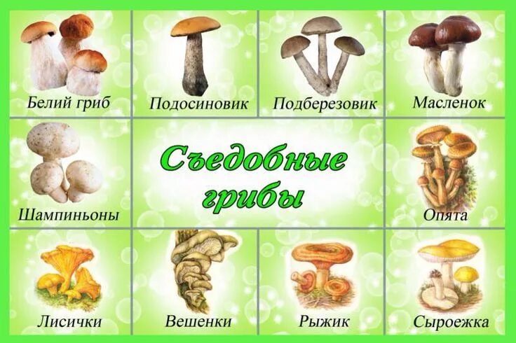 Картинки и фото грибов с названием Pin on game on the classification of images Stuffed mushrooms, Wild mushrooms, F