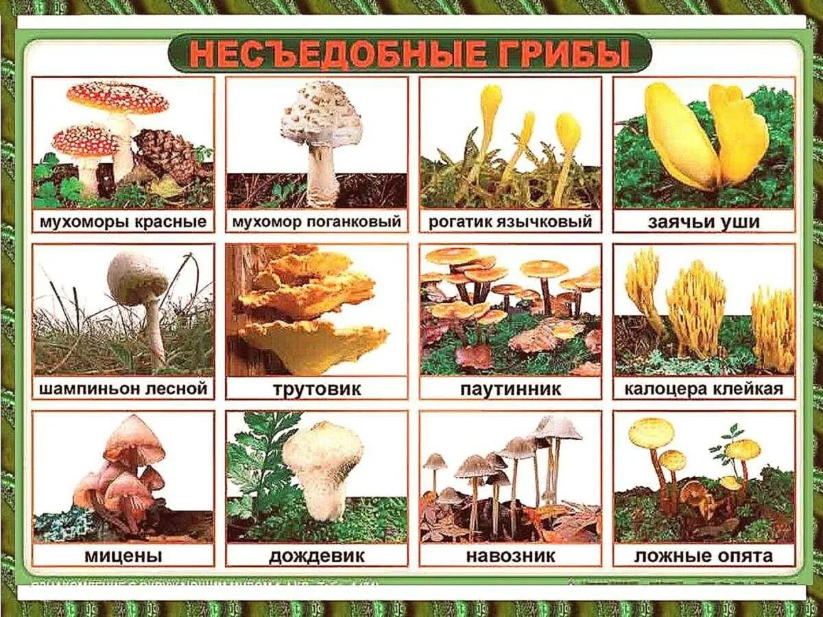 Картинки и фото грибов с названием Картинки Ядовитые грибы (39 шт.) - #12570