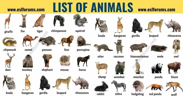 Картинки и имена животных List of animals List of animals, Animals name with picture, Animals name in engl