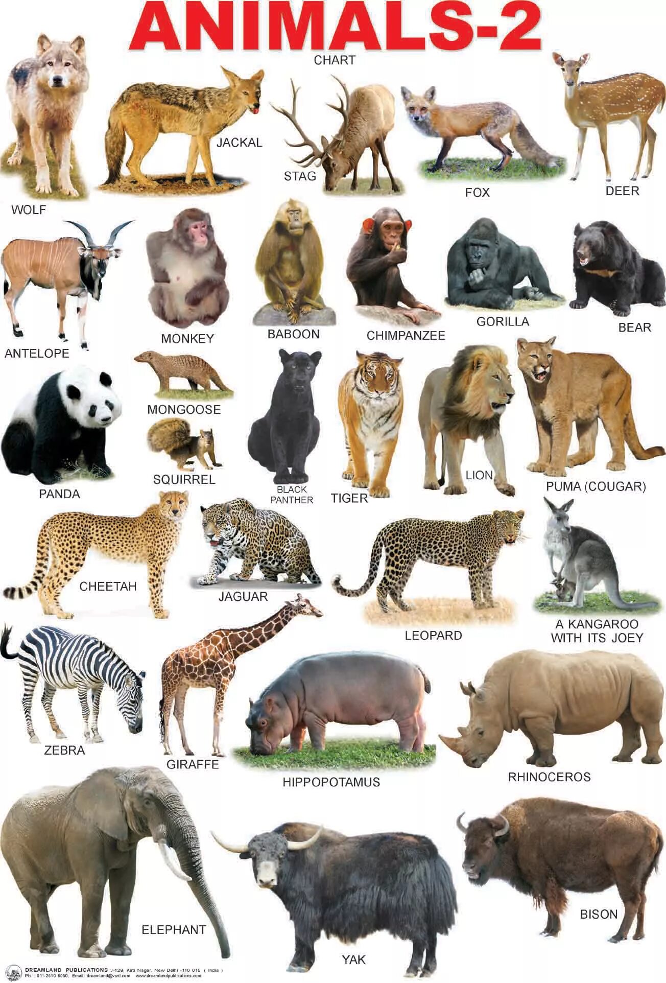 Картинки и имена животных What Are The Characteristics Of All Animals - Release Date Price Reviews