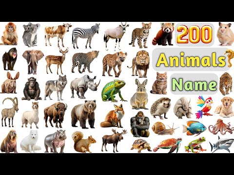 Картинки и имена животных Video animals name: www.espinoinsurance.com