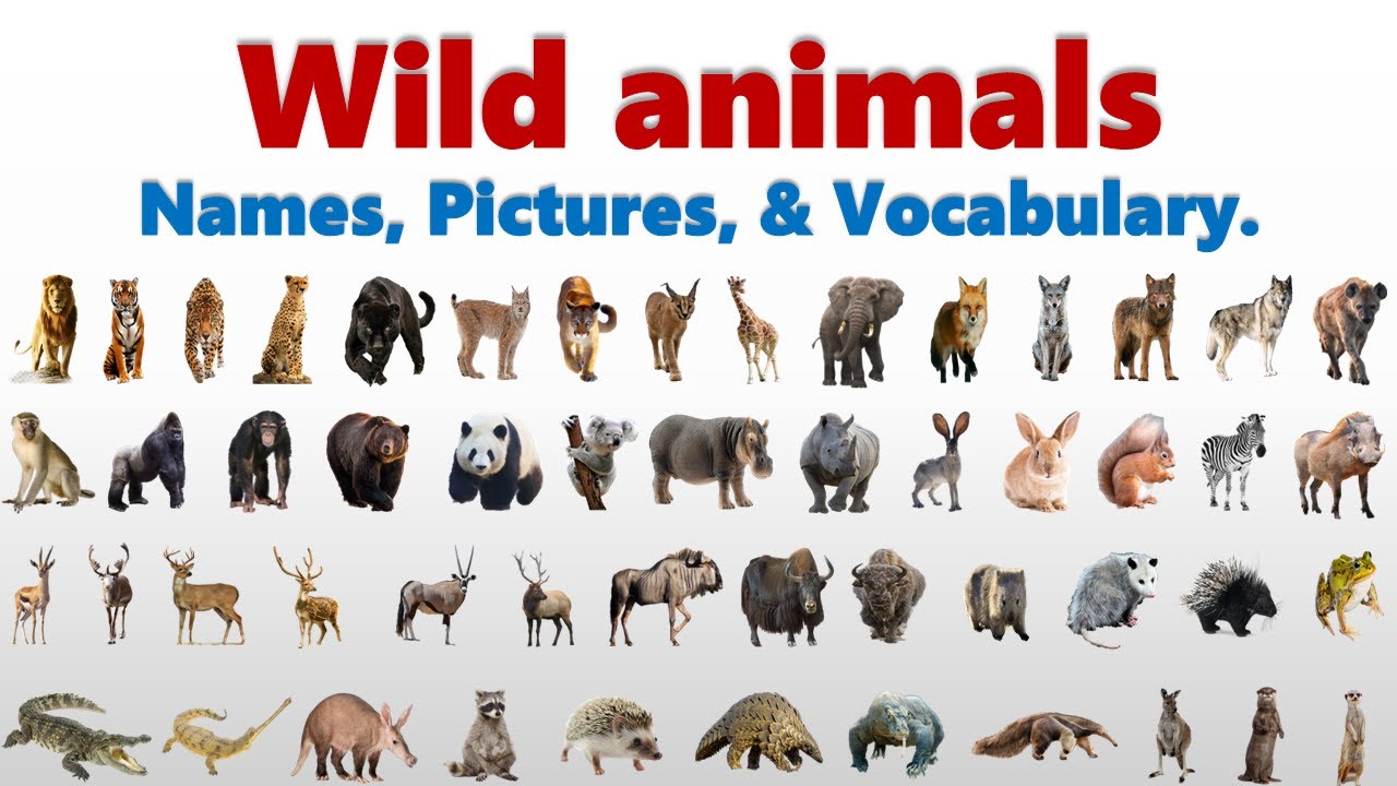 Картинки и имена животных Wild animals names pictures and vocabulary 60 plus wild animals names - YouTube