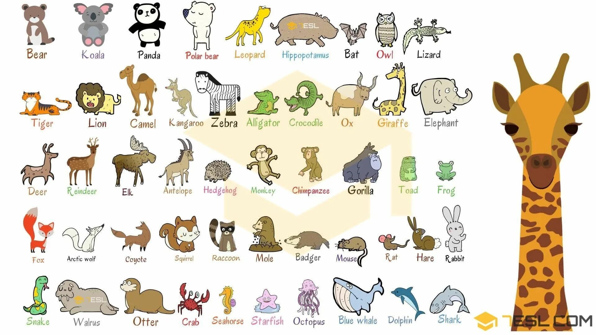 Картинки и имена животных Wild Animals Names List of 100+ Wild Animals in English * 7ESL Binatang buas, Lu