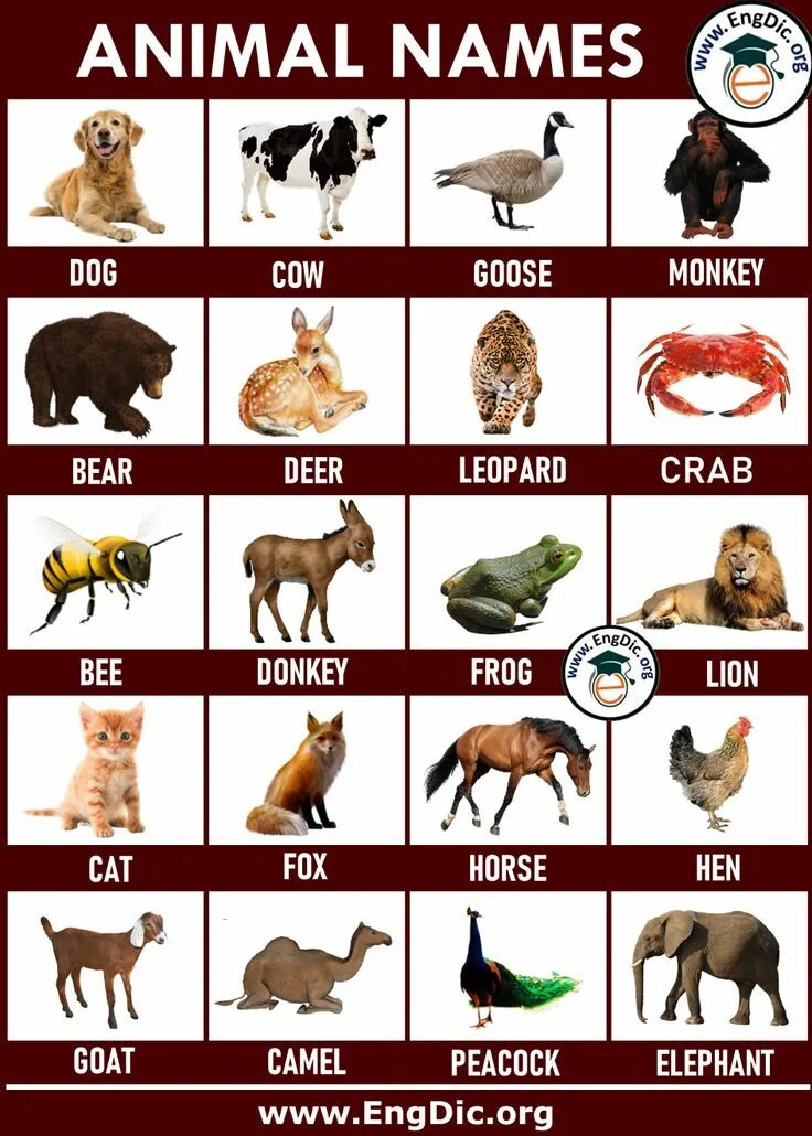 Картинки и имена животных 100+ Animals Name List A to Z (Types, & Pictures) - EngDic in 2024 Animals name 