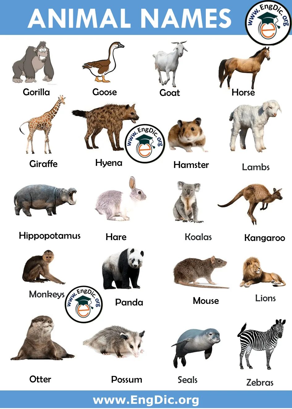 Картинки и имена животных 100+ Animals Name List A to Z (Types, & Pictures) - EngDic