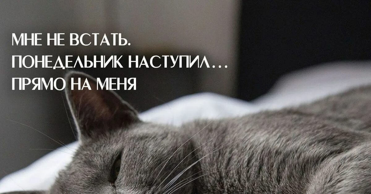 Картинки и снова утро понедельник прикольные Post #29710 - ГородЧе (@gorodche)