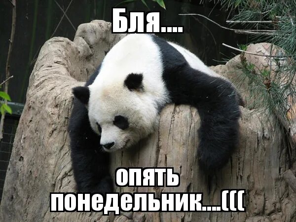 Картинки и снова утро понедельник прикольные Просто постарайтесь пережить понедельник!) 2022 RUDIARIUS_TV МИР ТАНКОВ (RU - ре