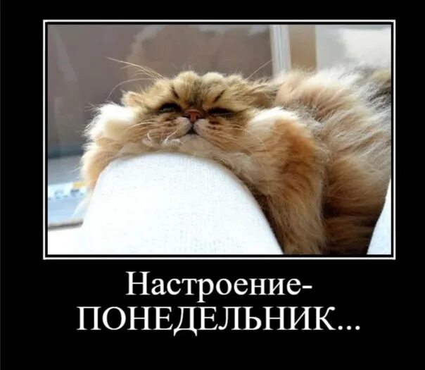 Картинки и снова утро понедельник прикольные Good morning friends ! Today is Monday, October 31. Cloudy weather, at times rai