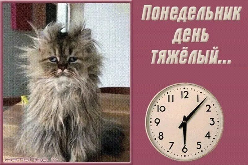 Картинки и снова утро понедельник прикольные Понедельник - день тяжелый" 2021, Борисоглебский район - дата и место проведения