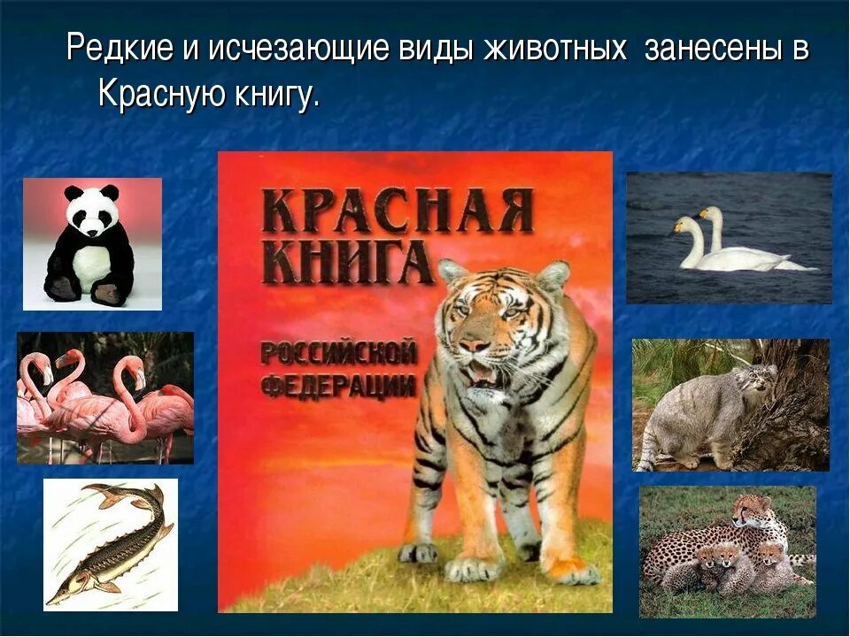 Картинки исчезающих видов животных Растения и животные в международной красной книге - найдено 77 картинок