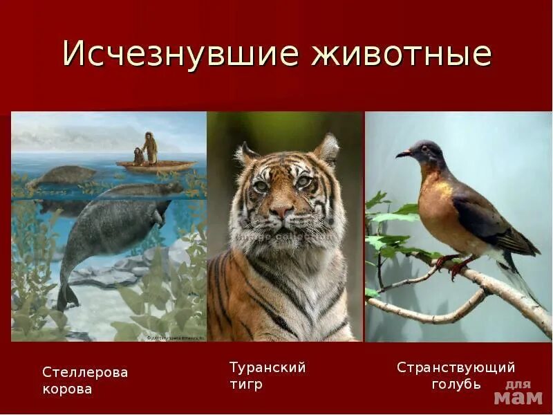 Картинки исчезающих видов животных В России 11 видов животных признали вероятно исчезнувшими. Сообщество "Домашние 