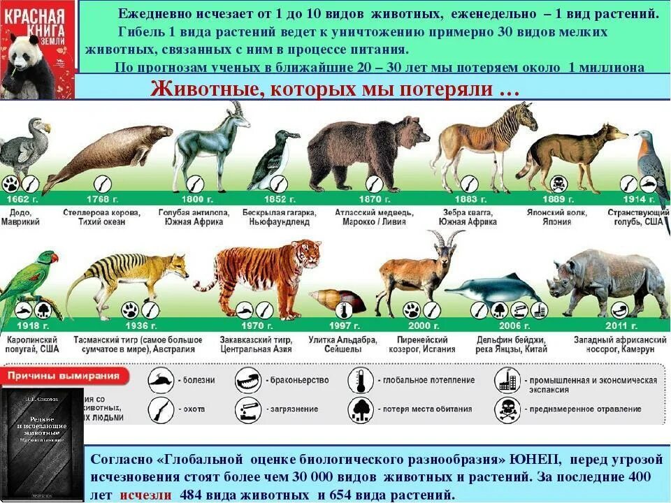 Картинки исчезающих видов животных Какие животные вымерли - блог Санатории Кавказа