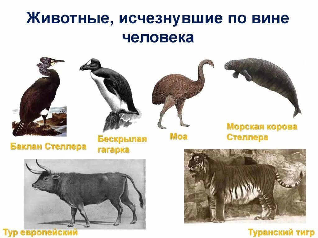 Картинки исчезающих видов животных Животные вымершие по вине человека - блог Санатории Кавказа