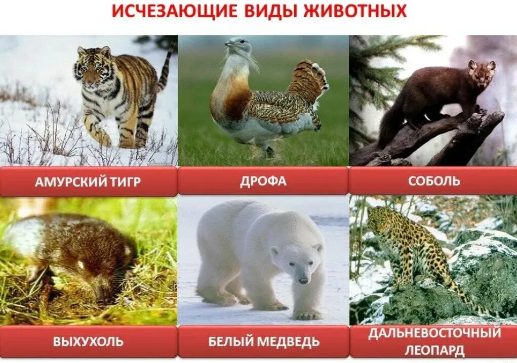 Картинки исчезающих видов животных Куда исчезают виды? - Друзья окружающего мира - anodom.ru