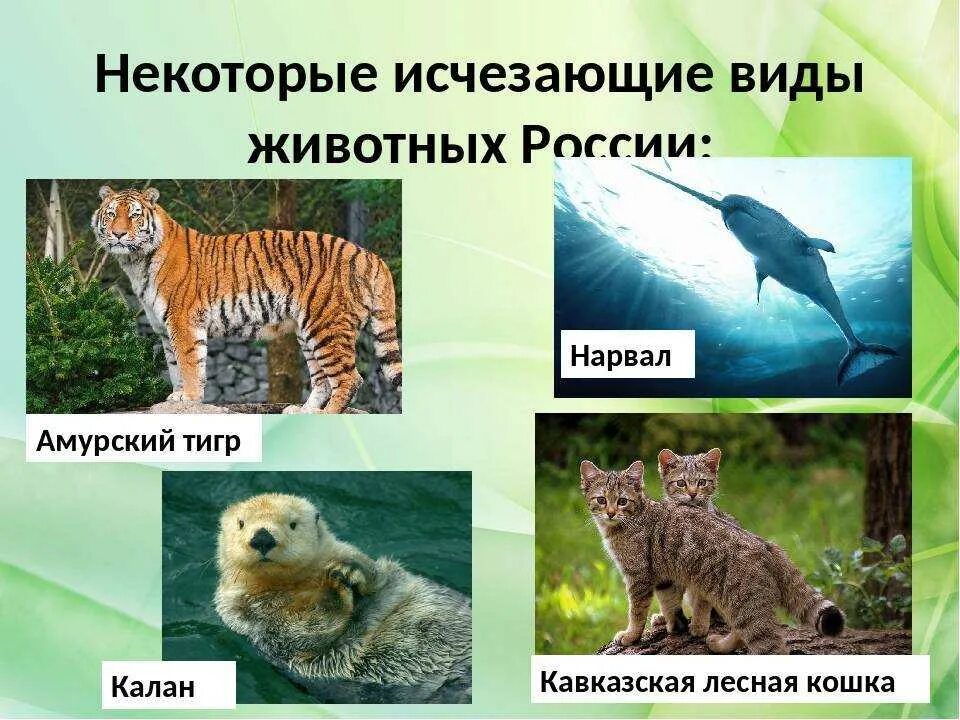 Картинки исчезающих видов животных Какие животные вымерли - блог Санатории Кавказа