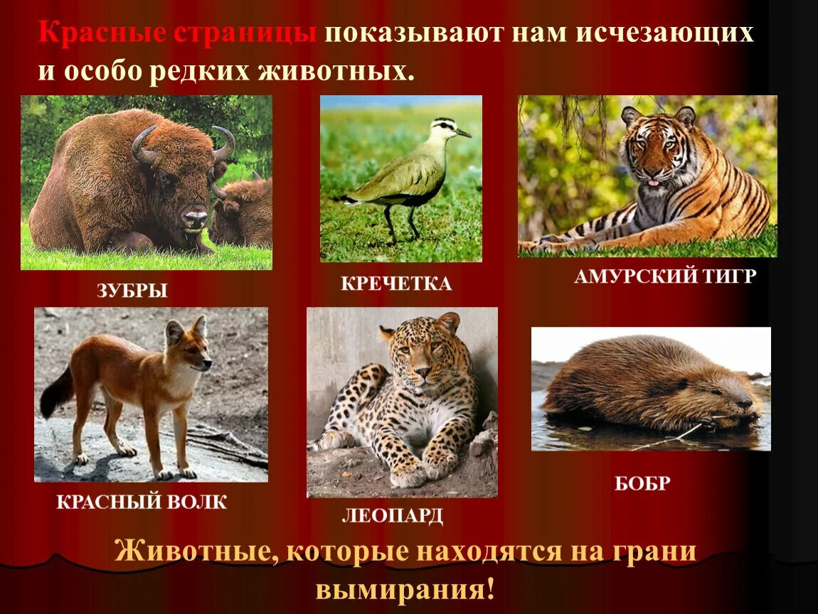 Картинки исчезающих видов животных Животные которые живут в красной книге