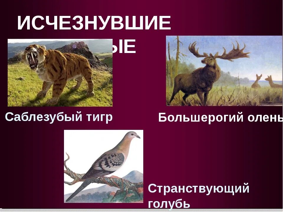 Картинки исчезающих видов животных Животные из красной книги которые вымерли - блог Санатории Кавказа