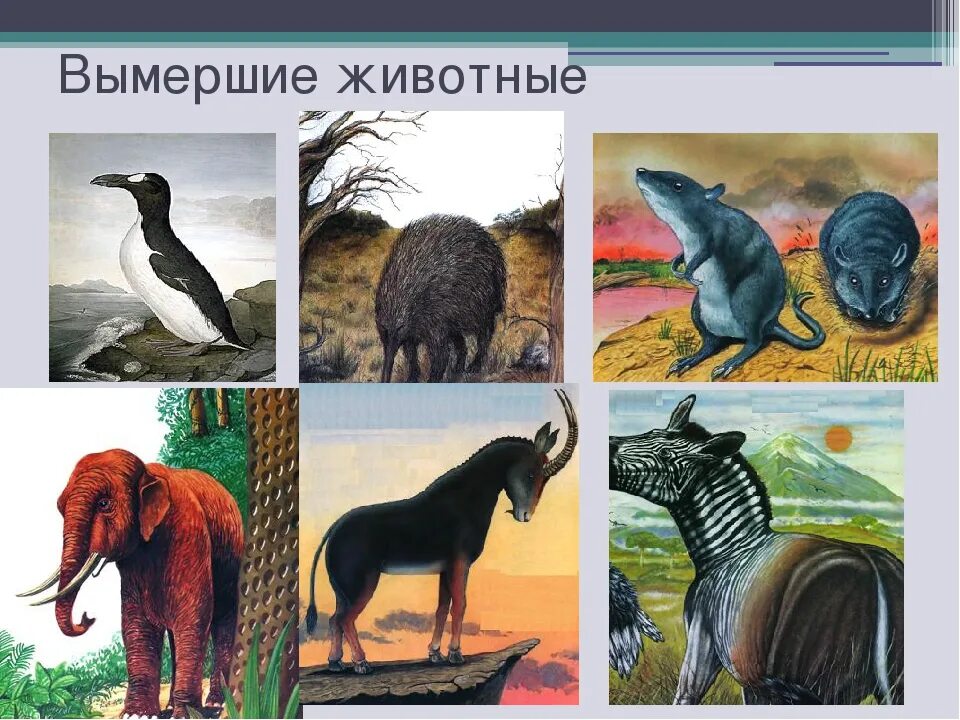 Картинки исчезающих животных Исчезнувшие животные вымирающие животные