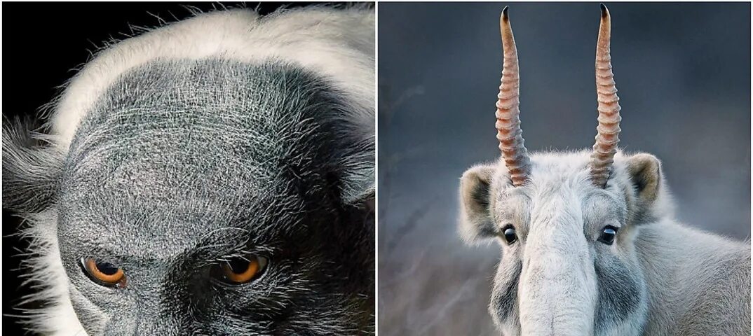 Картинки исчезающих животных Фотограф заснял вымирающие виды животных: возможно, мы больше их никогда не увид