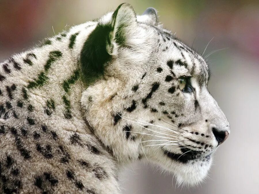 Картинки исчезающих животных Falling Stars: 10 of the Most Famous Endangered Species Endangered species, Snow