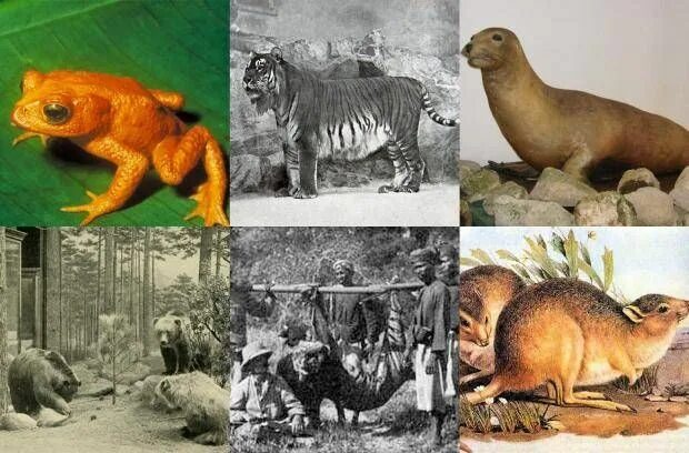 Картинки исчезающих животных Which animal went extinct in the year you were born? Animal species, Extinction,