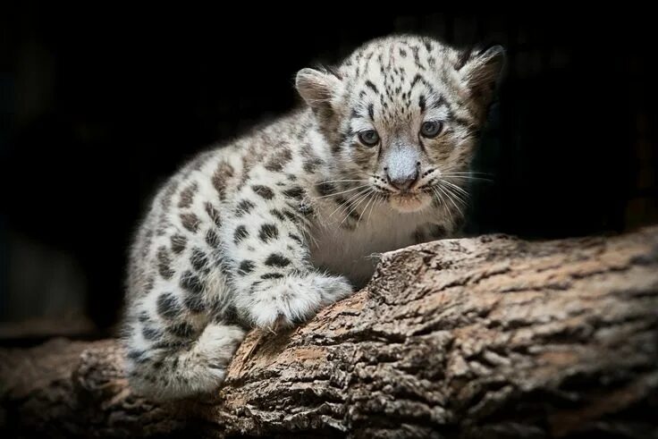 Картинки исчезающих животных Cleveland Metropark Zoo's new baby snow leopard (photos) Baby snow leopard, Snow