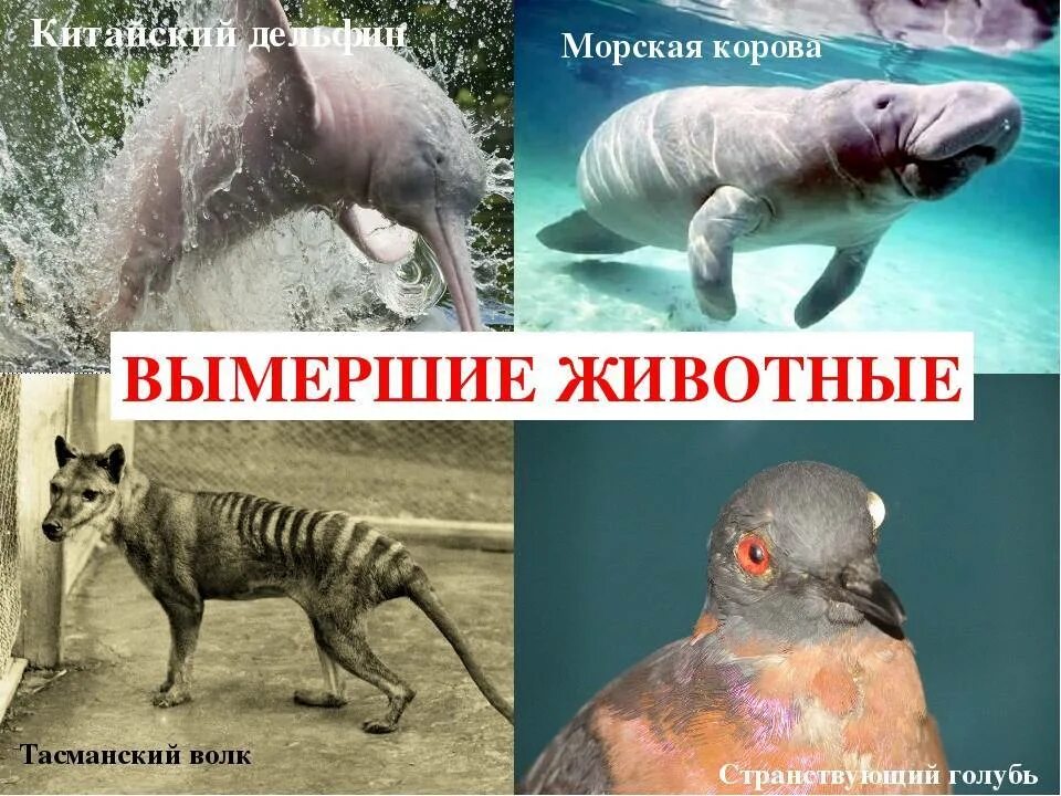 Картинки исчезающих животных Сколько осталось исчезающих животных: найдено 86 изображений