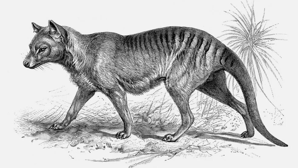 Картинки исчезающих животных Scientists aim to resurrect extinct species - RT World News