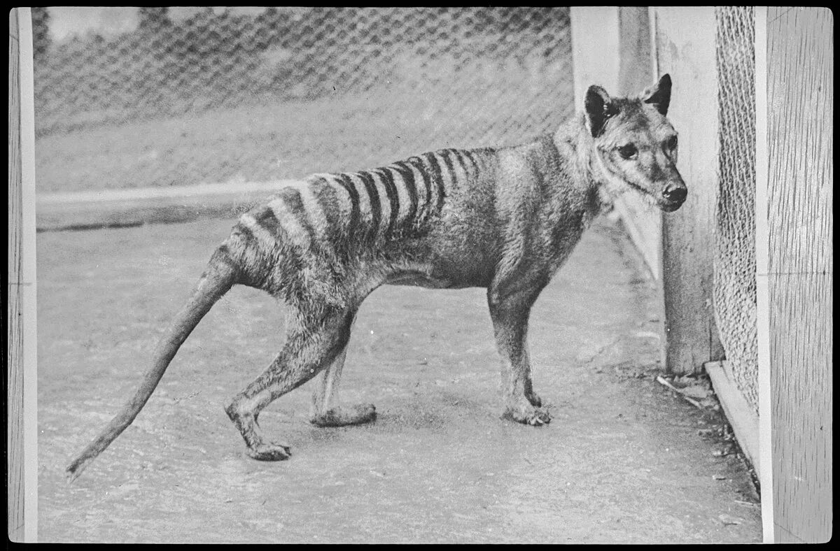 Картинки исчезающих животных File:Thylacine at Beaumaris Zoo, 1936 (NS4371-1-1063).jpg - Wikipedia